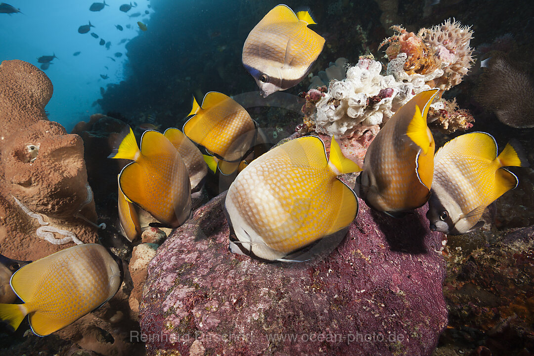 Butterflyfishes feeding on Fish Spawn, Chaetodon kleinii, Ambon, Moluccas, Indonesia