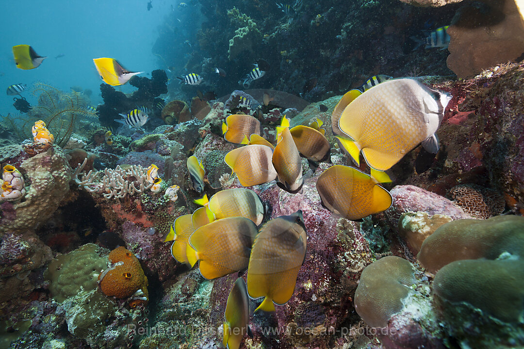 Butterflyfishes feeding on Fish Spawn, Chaetodon kleinii, Ambon, Moluccas, Indonesia