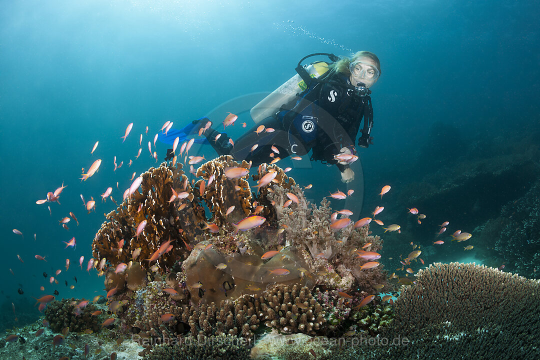 Taucher und Pazifische Flammenfahnenbarsche, Pseudanthias dispar, Ambon, Molukken, Indonesien