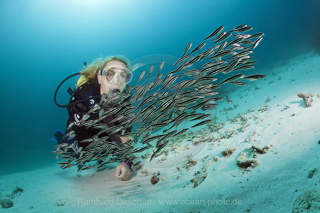 Taucher und Streifen-Korallenwelse, Plotosus lineatus, Ambon, Molukken, Indonesien