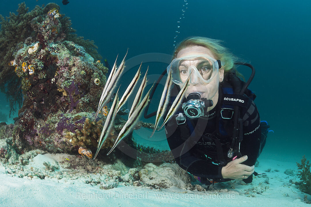 Diver and Shoal of Razorfish, Aeoliscus strigatus, Ambon, Moluccas, Indonesia