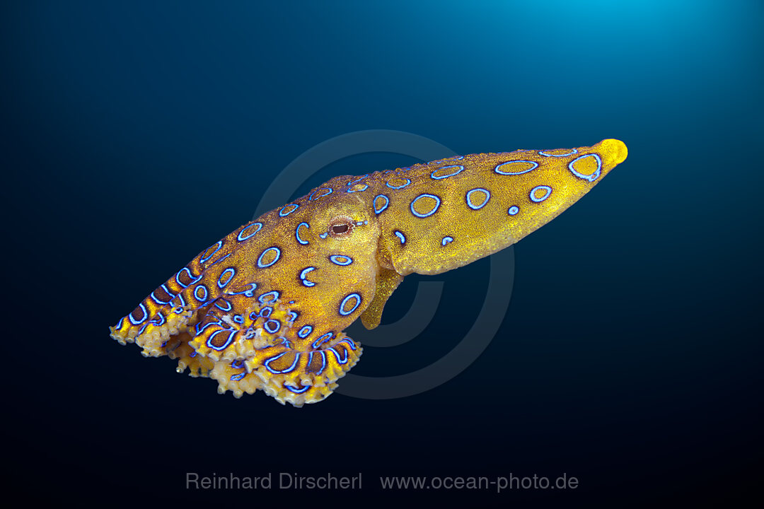 Giftiger Blauring-Oktopus, Hapalochlaena lunulata, Ambon, Molukken, Indonesien