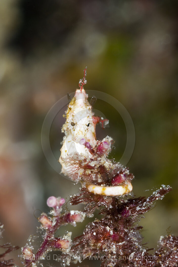 Colemans Zwergseepferdchen, Hippocampus colemani, Raja Ampat, West Papua, Indonesien