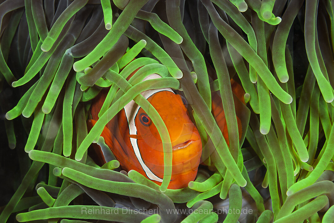 Stachel-Anemonenfisch, Premnas aculeatus, Raja Ampat, West Papua, Indonesien