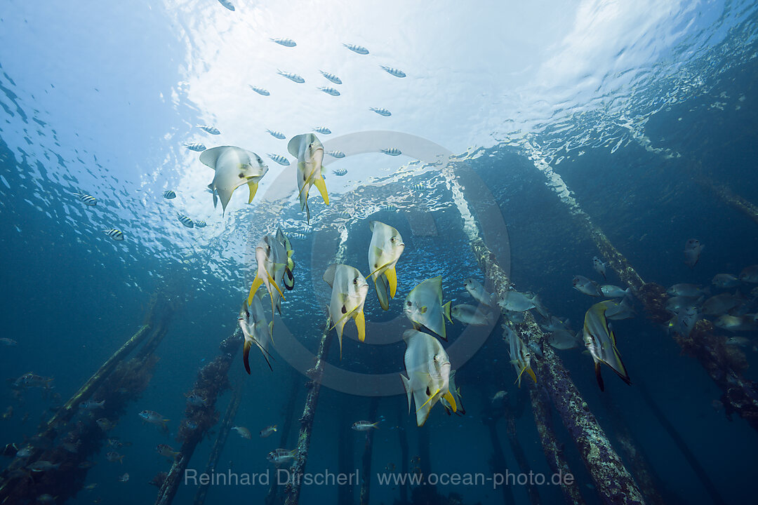 Langflossen-Fledermausfische unter Aborek Jetty, Platax teira, Raja Ampat, West Papua, Indonesien