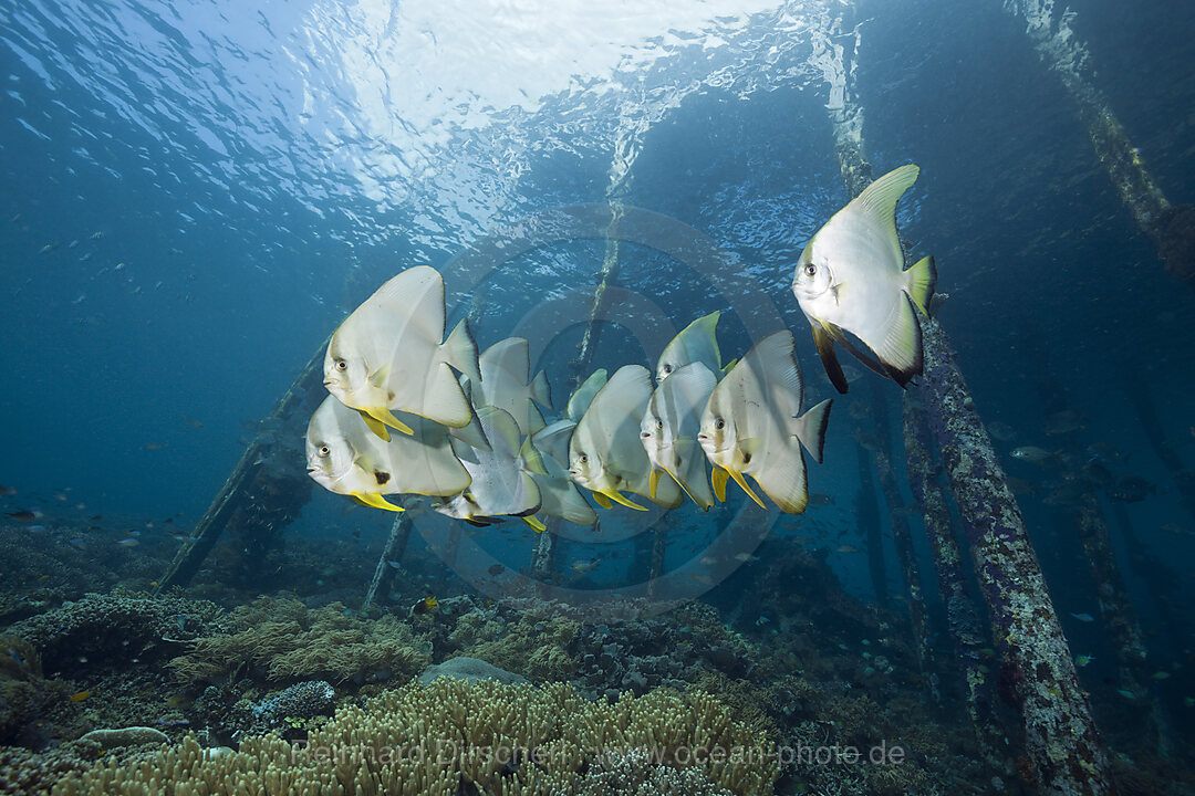 Langflossen-Fledermausfische unter Aborek Jetty, Platax teira, Raja Ampat, West Papua, Indonesien