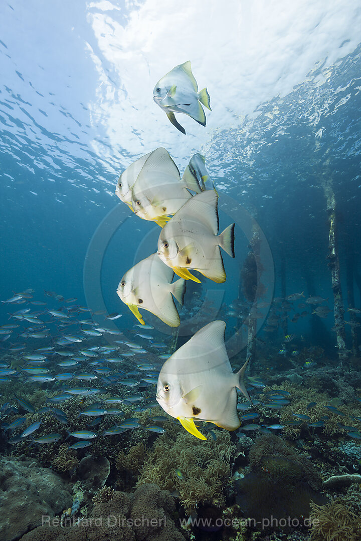 Langflossen-Fledermausfische unter Aborek Jetty, Platax teira, Raja Ampat, West Papua, Indonesien