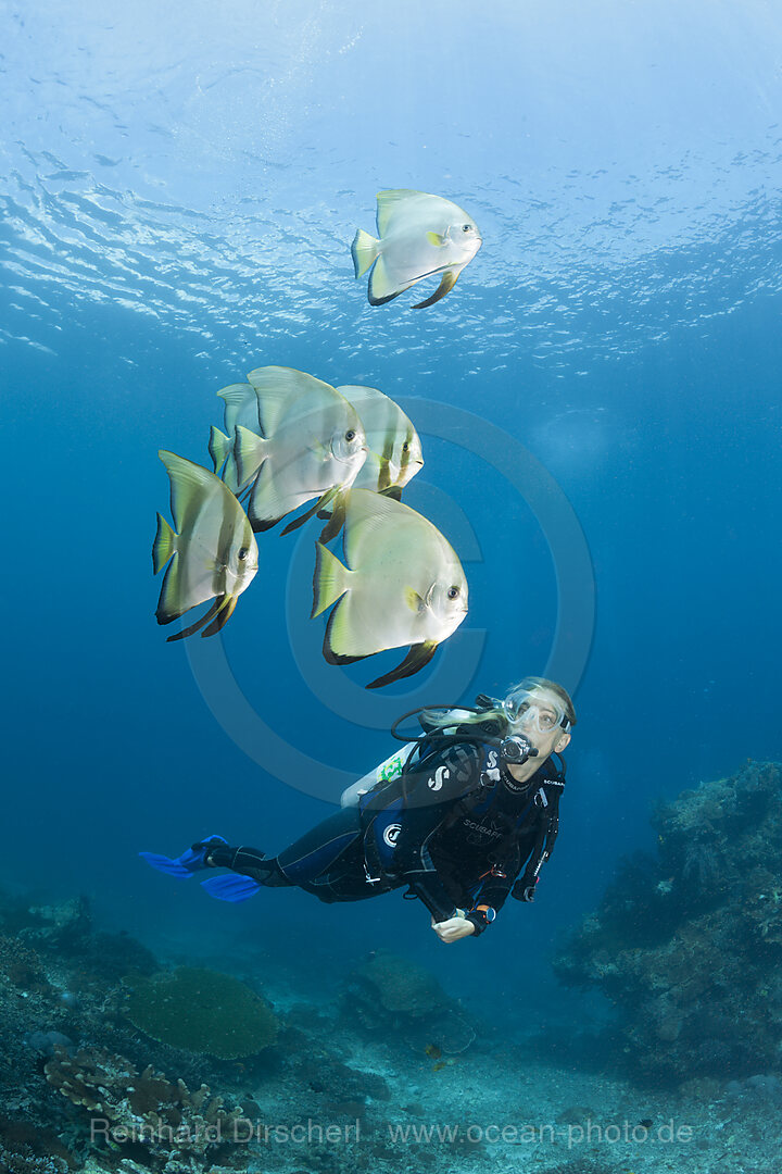 Taucher und Langflossen-Fledermausfische, Platax teira, Raja Ampat, West Papua, Indonesien