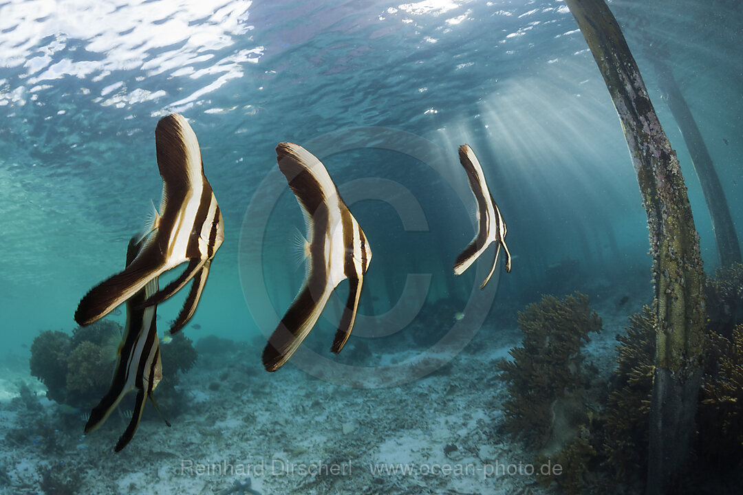 Juvenile Langflossen-Fledermausfische unter Aborek Jetty, Platax teira, Raja Ampat, West Papua, Indonesien