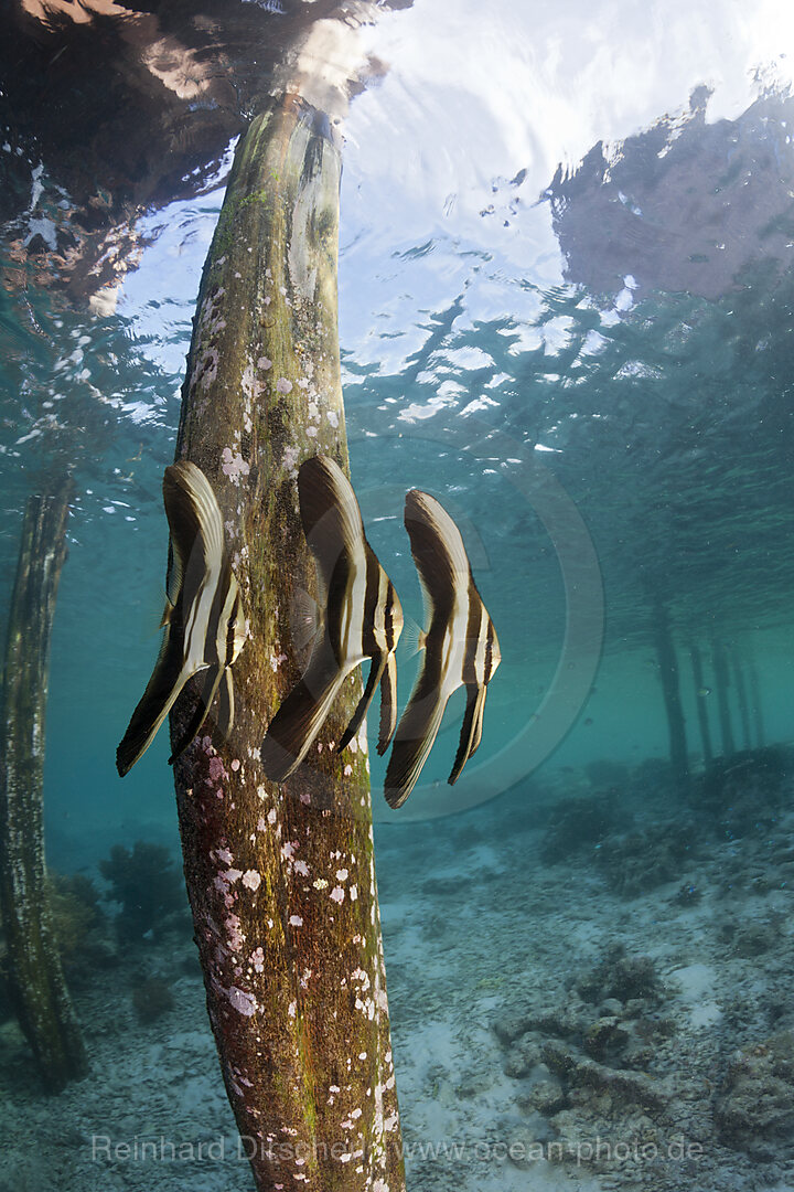 Juvenile Langflossen-Fledermausfische unter Aborek Jetty, Platax teira, Raja Ampat, West Papua, Indonesien