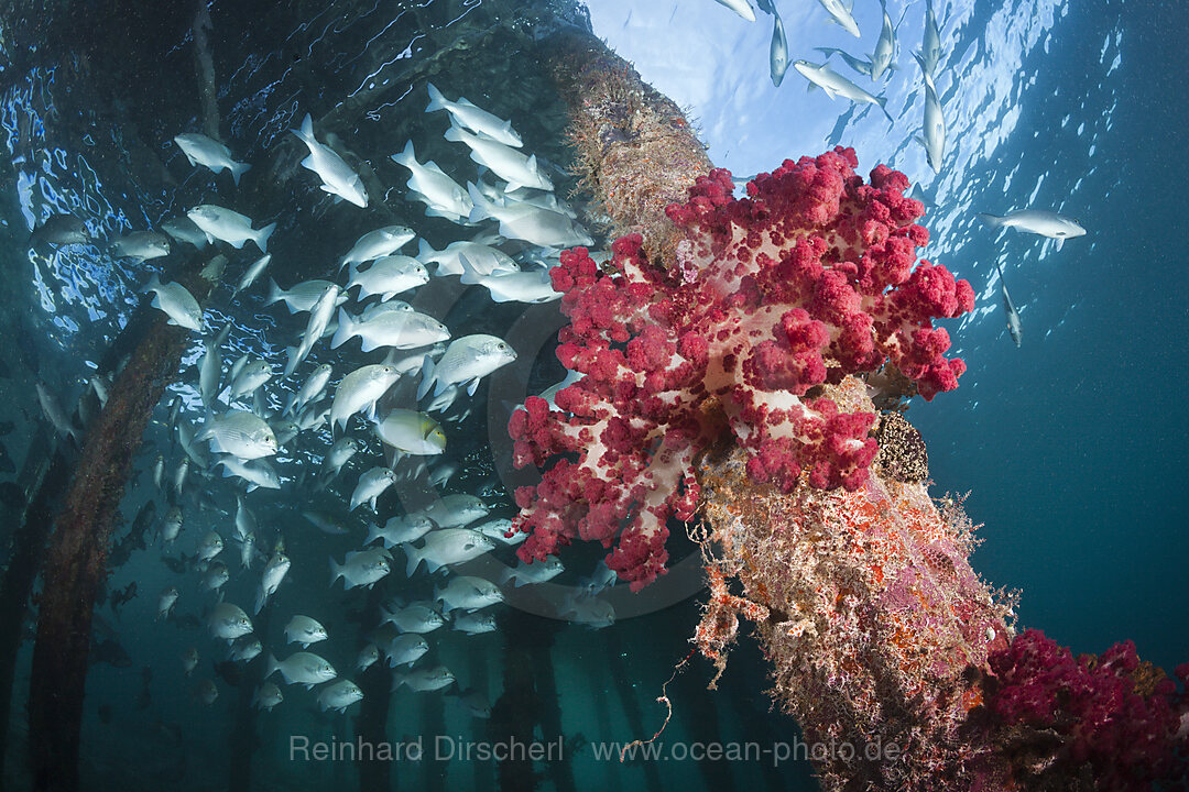 Brassy Rudderfish under Aborek Jetty, Kyphosus vaigiensis, Raja Ampat, West Papua, Indonesia