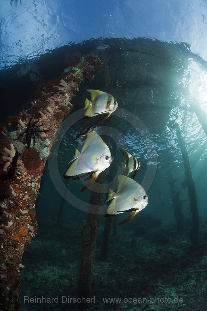 Langflossen-Fledermausfische unter Aborek Jetty, Platax teira, Raja Ampat, West Papua, Indonesien
