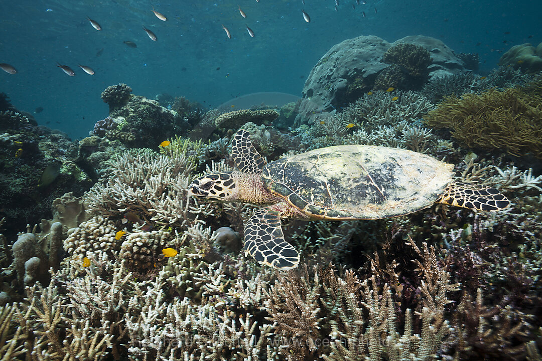 Echte Karettschildkroete, Eretmochelys imbricata, Raja Ampat, West Papua, Indonesien