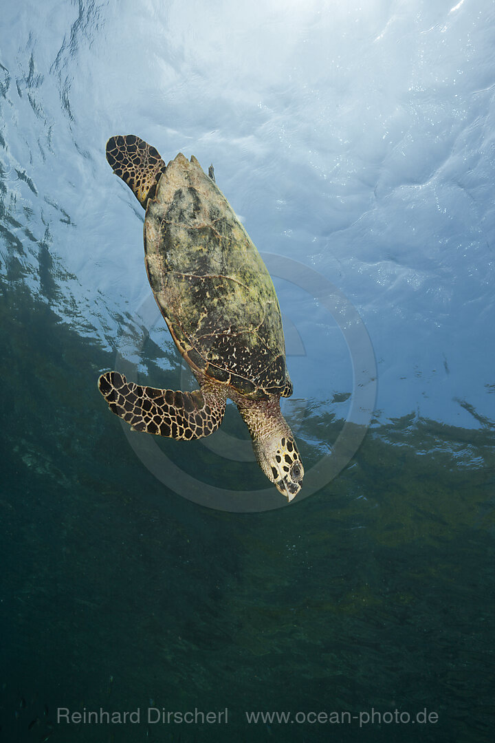 Hawksbill Sea Turtle, Eretmochelys imbricata, Raja Ampat, West Papua, Indonesia