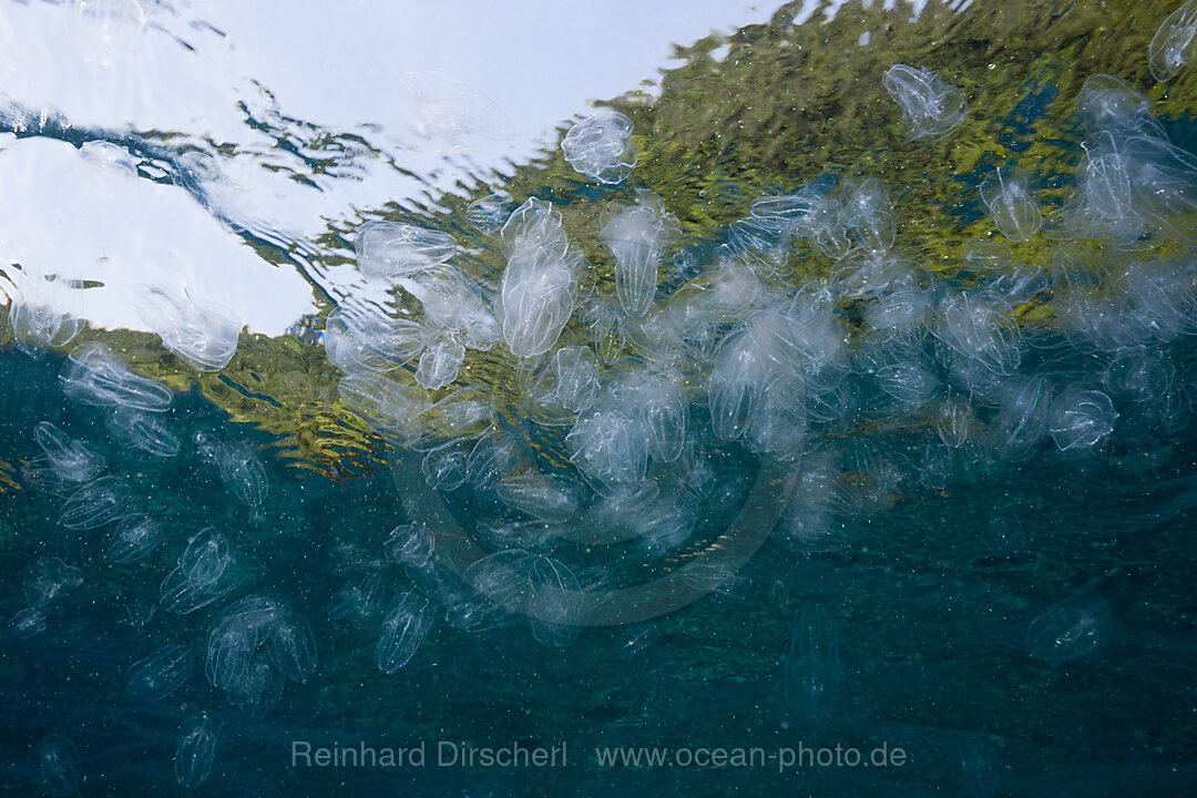 Ansammlung von Ohrenquallen, Aurelia aurita, Raja Ampat, West Papua, Indonesien