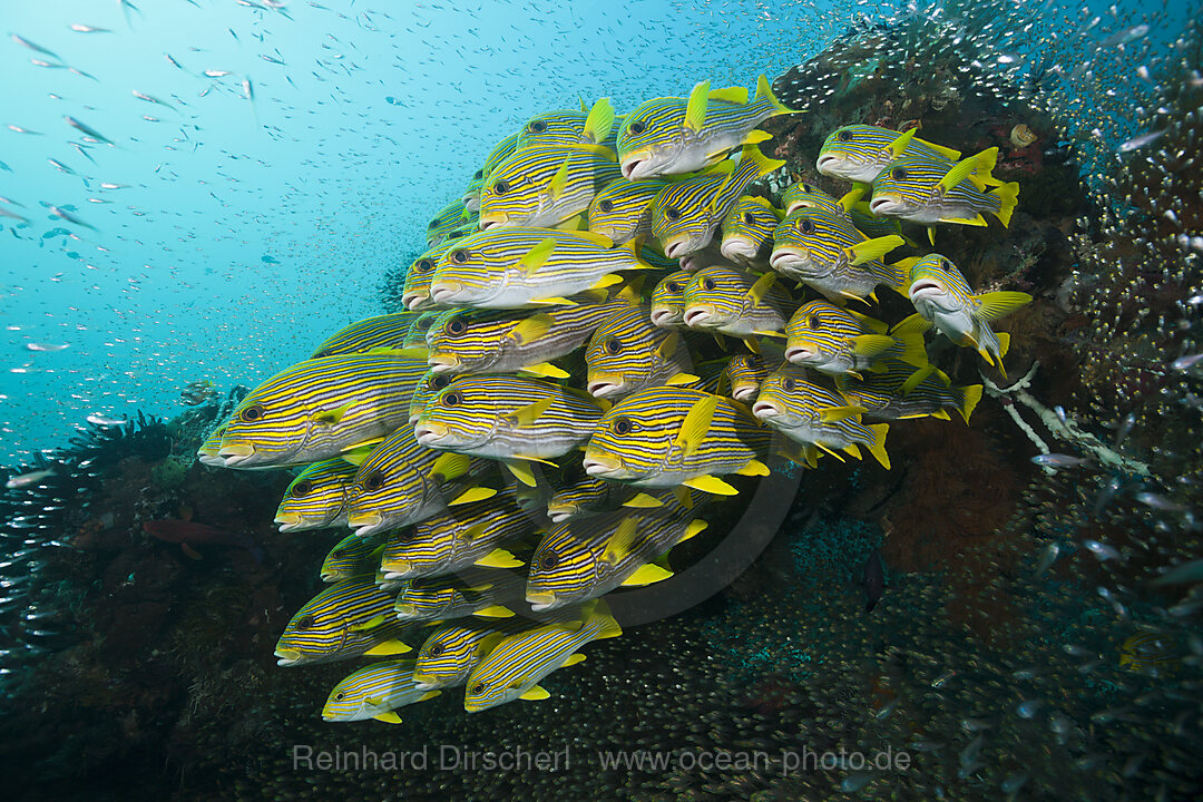 Schwarm Goldstreifen-Suesslippen, Plectorhinchus polytaenia, Raja Ampat, West Papua, Indonesien