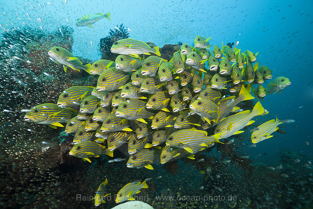 Schwarm Goldstreifen-Suesslippen, Plectorhinchus polytaenia, Raja Ampat, West Papua, Indonesien