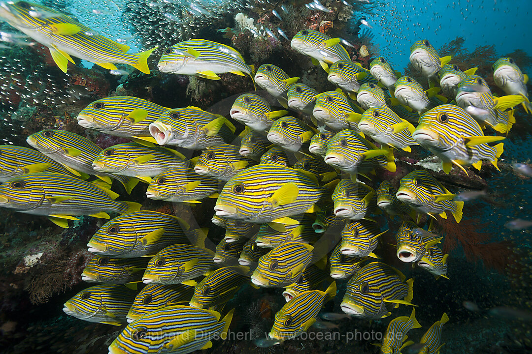 Schwarm Goldstreifen-Suesslippen, Plectorhinchus polytaenia, Raja Ampat, West Papua, Indonesien