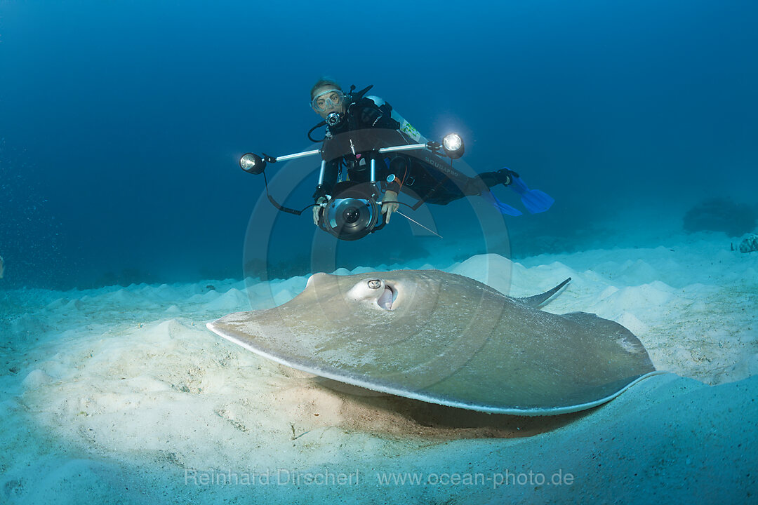 Lila Peitschenschwanz-Stechrochen, Himantura fai, Raja Ampat, West Papua, Indonesien