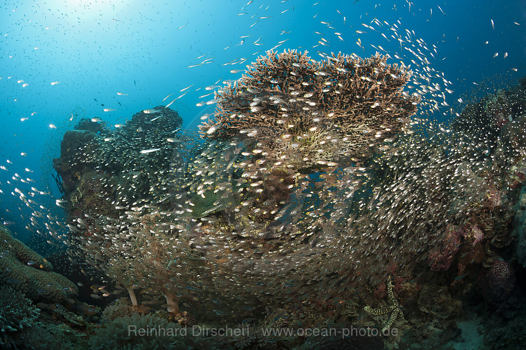 Glasfische umschwaermen Korallenriff, Parapriacanthus ransonneti, Raja Ampat, West Papua, Indonesien