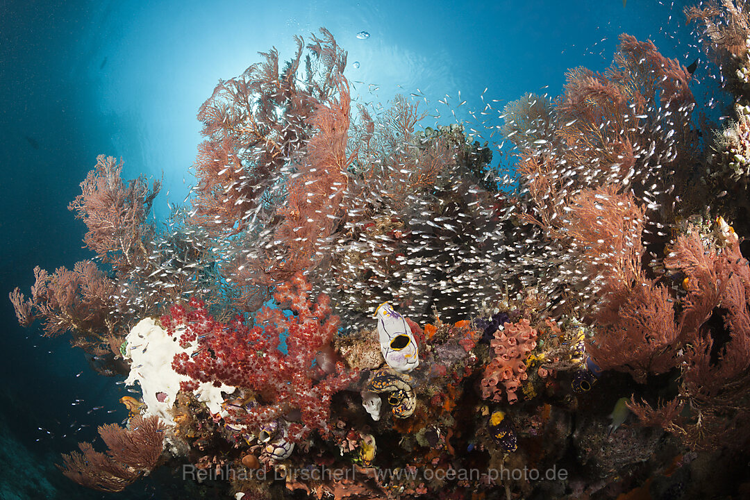 Glasfische umschwaermen Korallenriff, Parapriacanthus ransonneti, Raja Ampat, West Papua, Indonesien