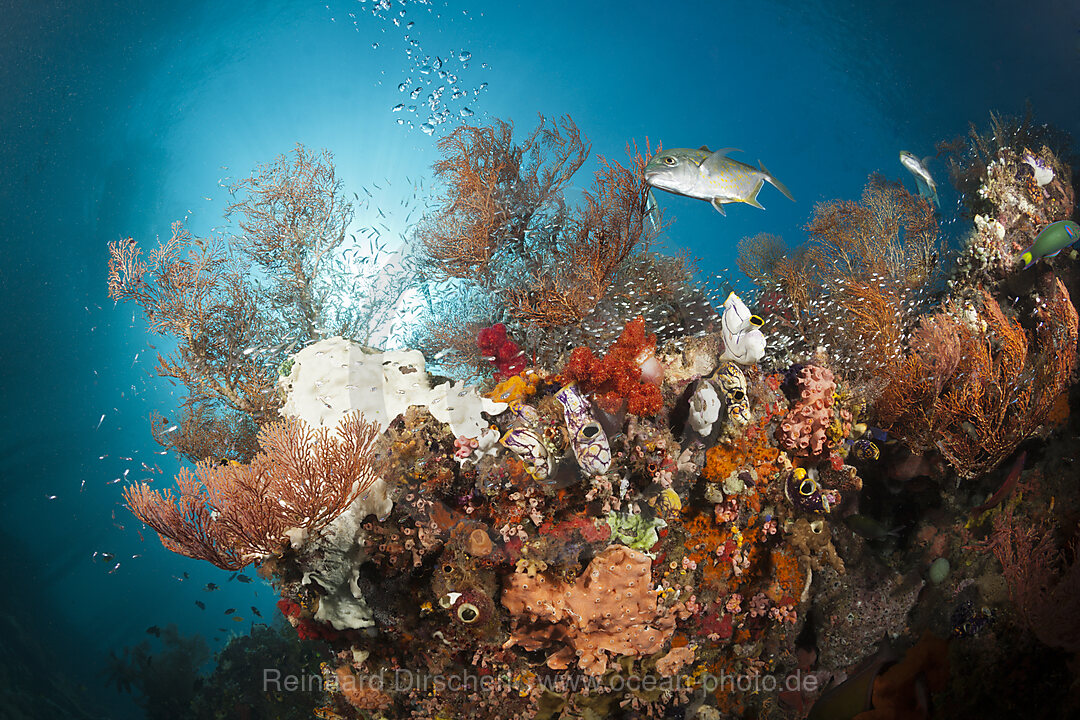 Colored Coral Reef, Raja Ampat, West Papua, Indonesia