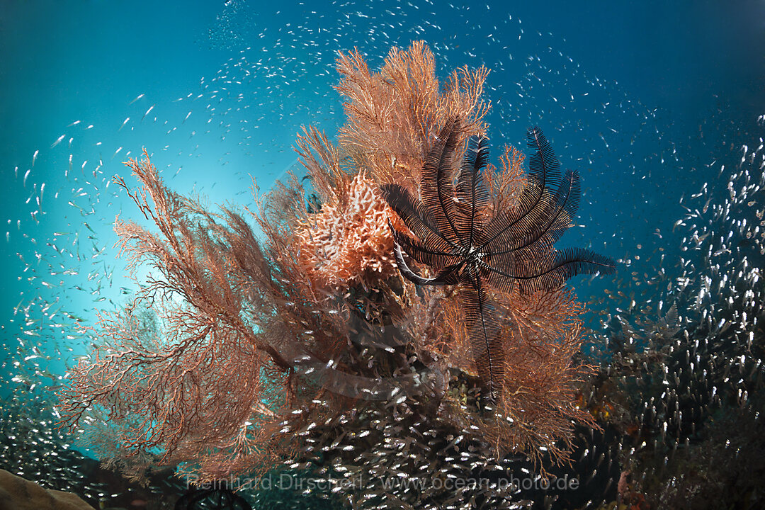 Glasfische umschwaermen Korallenriff, Parapriacanthus ransonneti, Raja Ampat, West Papua, Indonesien