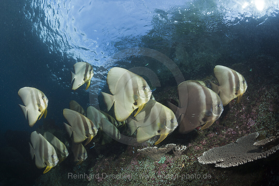 Langflossen-Fledermausfische, Platax teira, Raja Ampat, West Papua, Indonesien