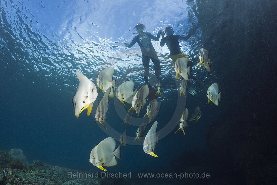 Shoal of Longfin Batfish, Platax teira, Raja Ampat, West Papua, Indonesia