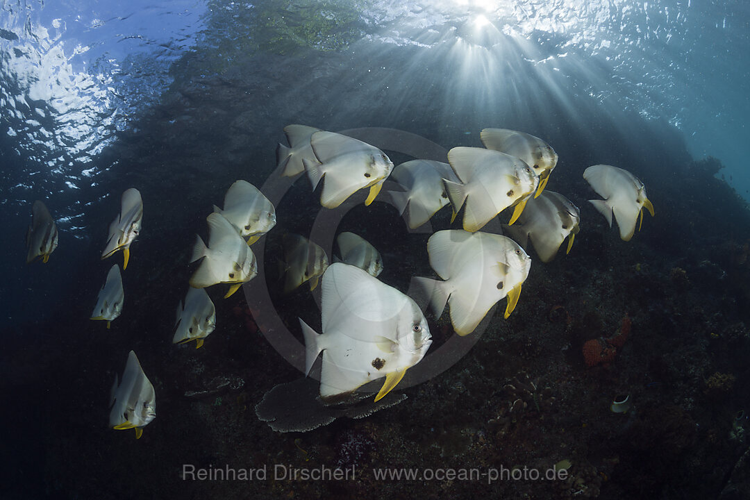 Shoal of Longfin Batfish, Platax teira, Raja Ampat, West Papua, Indonesia