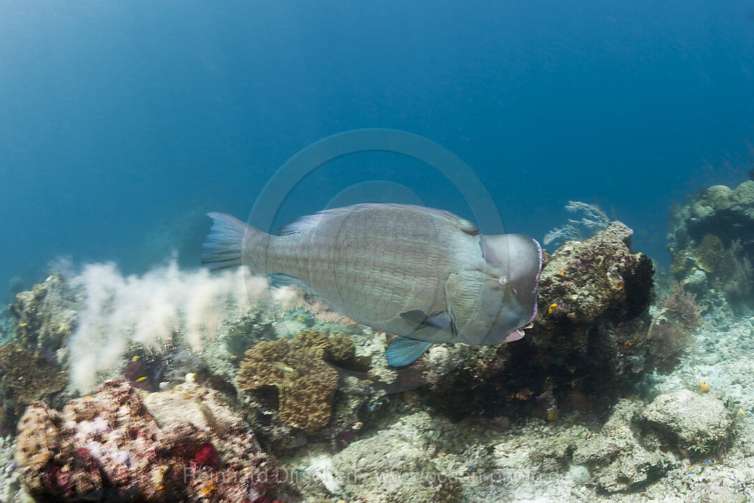 Bumphead Parrotfish defecating, Bolbometopon muricatum, Raja Ampat, West Papua, Indonesia