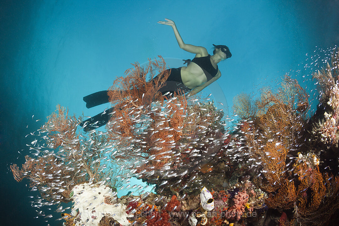 Pygmy Sweepers surrounding Coral Reef, Parapriacanthus ransonneti, Raja Ampat, West Papua, Indonesia