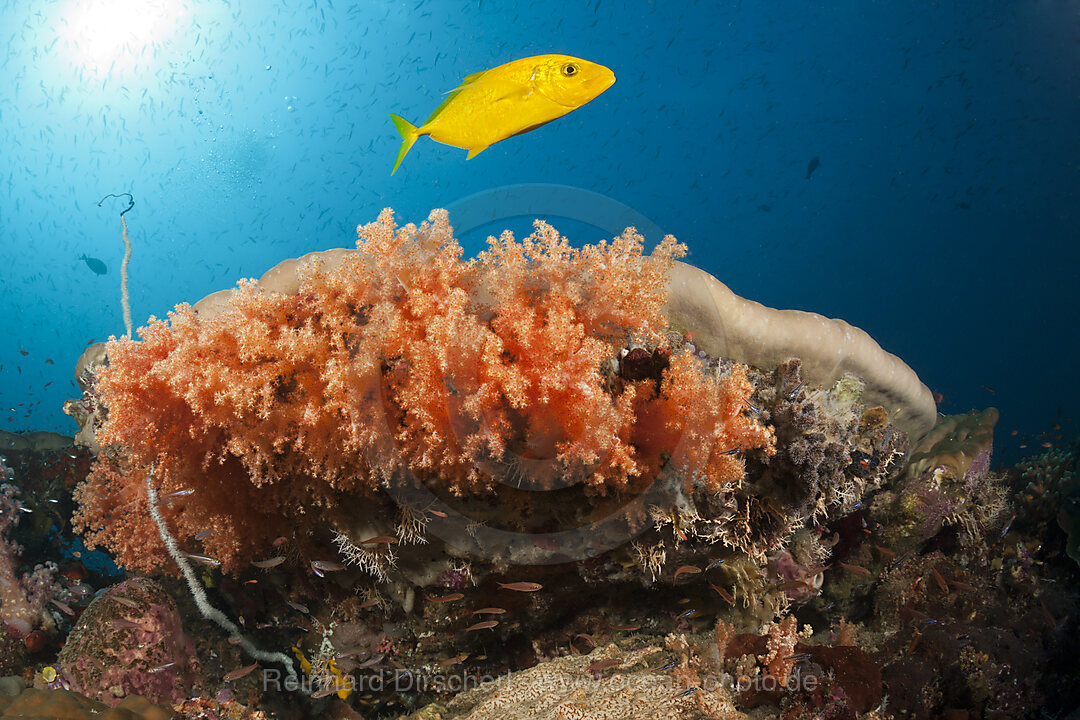 Zitronen-Stachelmakrele ueber Korallenriff, Carangoides bajad, Raja Ampat, West Papua, Indonesien