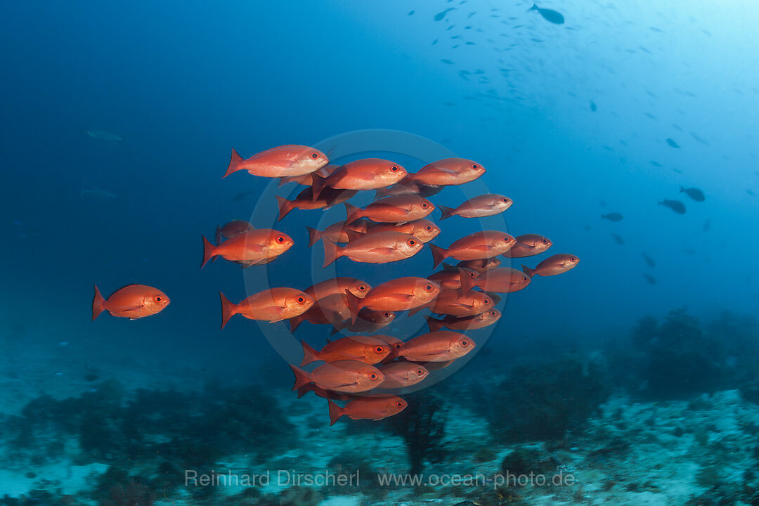 Rote Pinjalo Schnapper, Pinjalo lewisi, Raja Ampat, West Papua, Indonesien