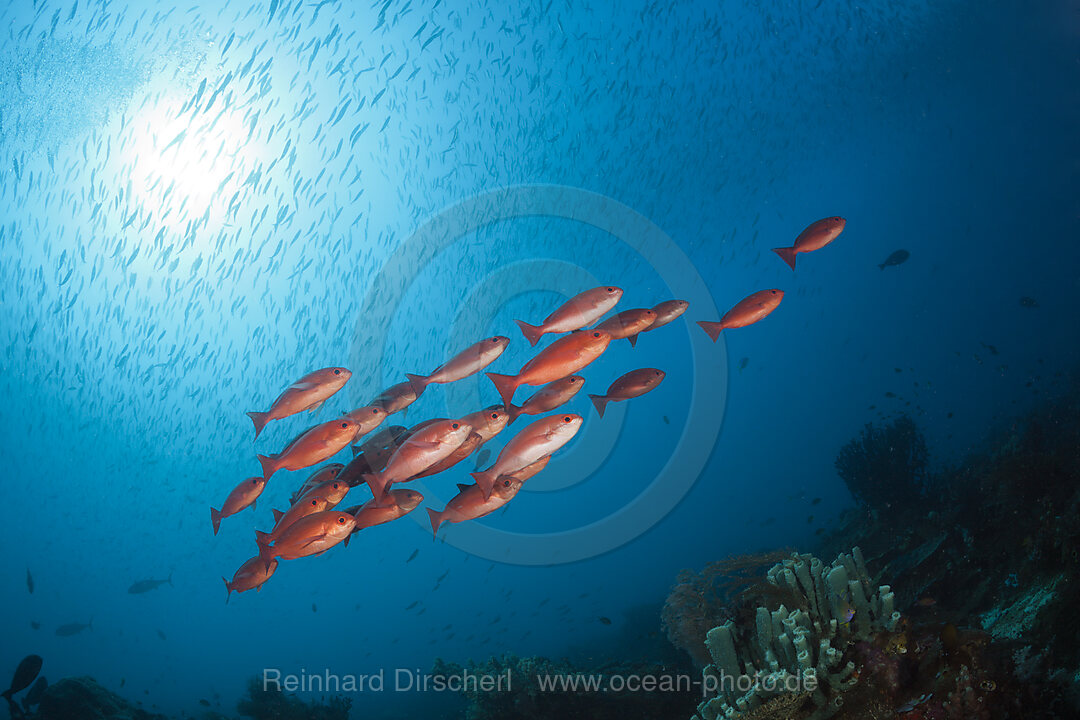 Shoal of Slender Pinjalo Snapper, Pinjalo lewisi, Raja Ampat, West Papua, Indonesia
