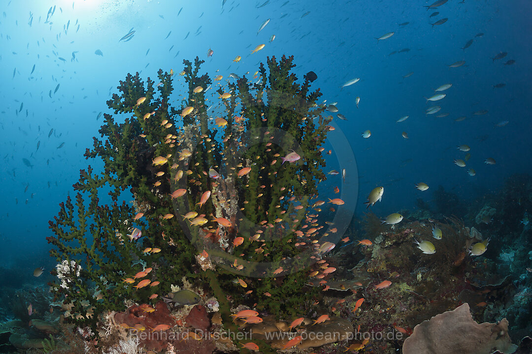 Gruene Fahnenbarsche am Korallenriff, Pseudanthias huchtii, Raja Ampat, West Papua, Indonesien