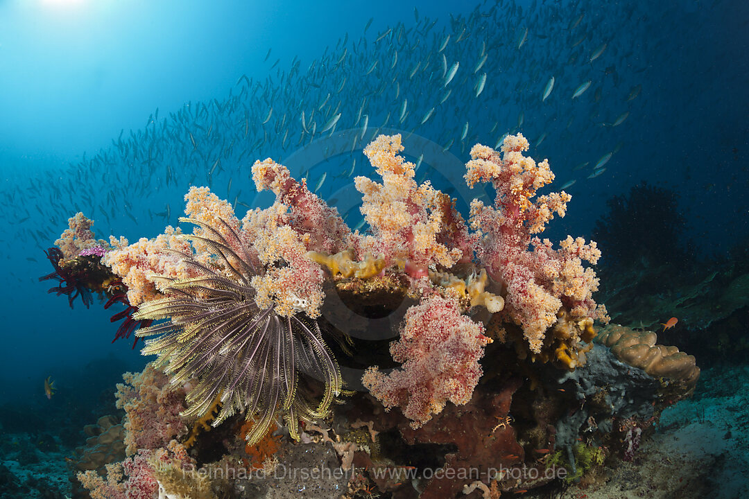 Gelblinien-Fuesiliere ueber Korallenriff, Pterocaesio tesselata, Raja Ampat, West Papua, Indonesien