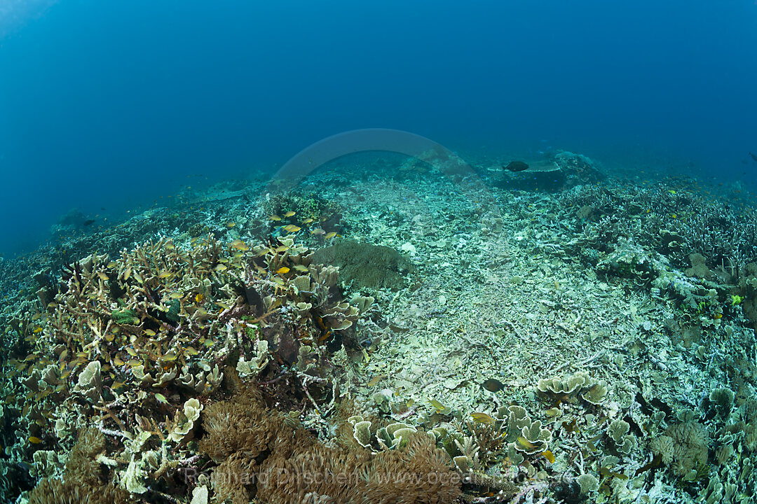 Zerstoertes Korallenriff, Raja Ampat, West Papua, Indonesien