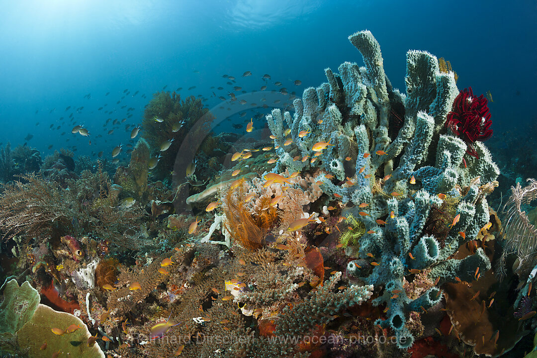 Red Cheeked Anthias over Coral Reef, Pseudanthias huchtii, Raja Ampat, West Papua, Indonesia