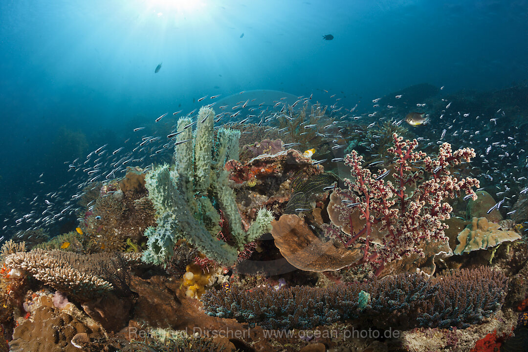Colored Coral Reef, Raja Ampat, West Papua, Indonesia