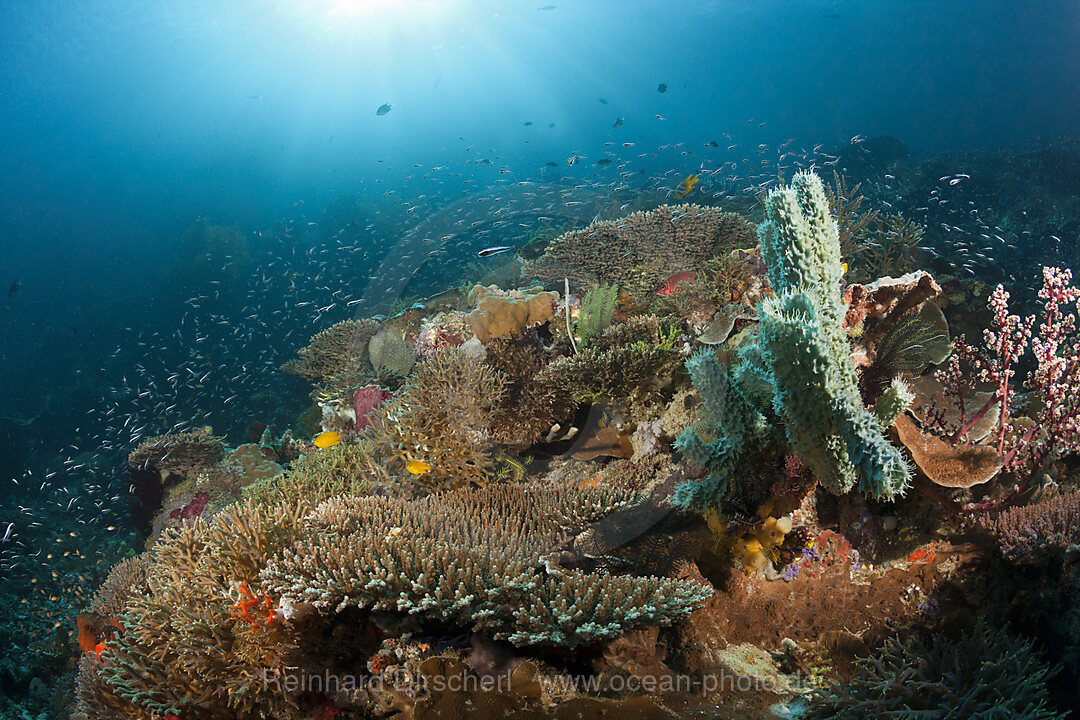 Colored Coral Reef, Raja Ampat, West Papua, Indonesia