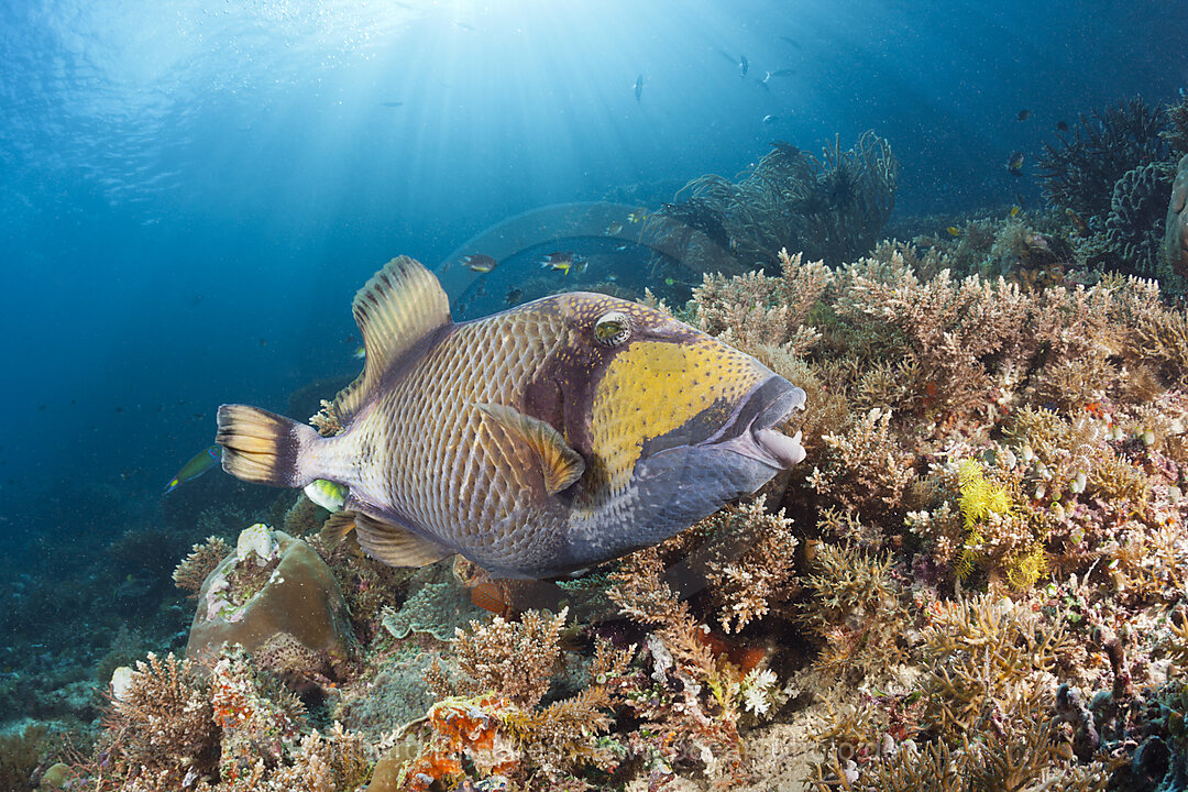 Giant Triggerfish, Balistoides viridescens, Raja Ampat, West Papua, Indonesia