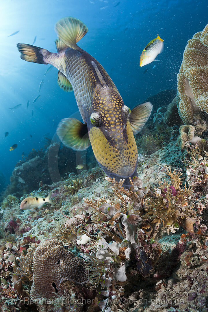 Gruener Riesendruecker, Balistoides viridescens, Raja Ampat, West Papua, Indonesien