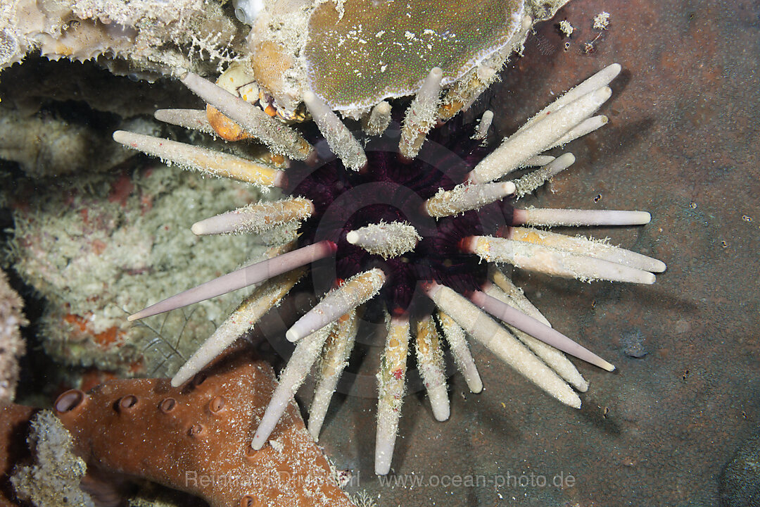 Lance Sea Urchin, Phyllacanthus imperialis, Raja Ampat, West Papua, Indonesia
