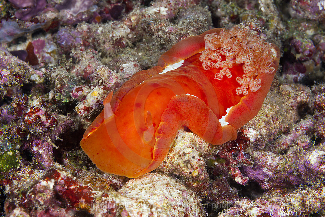 Spanische Taenzerin, Hexabranchus sanguineus, Raja Ampat, West Papua, Indonesien