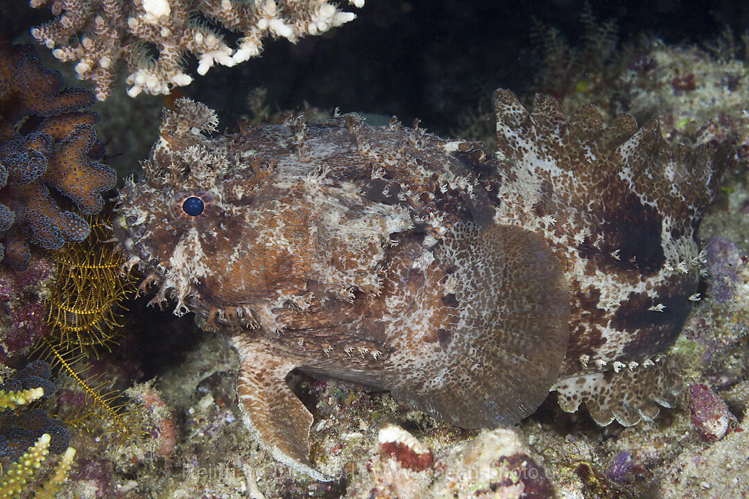 Banded Toadfish, Halophryne diemensis, Raja Ampat, West Papua, Indonesia