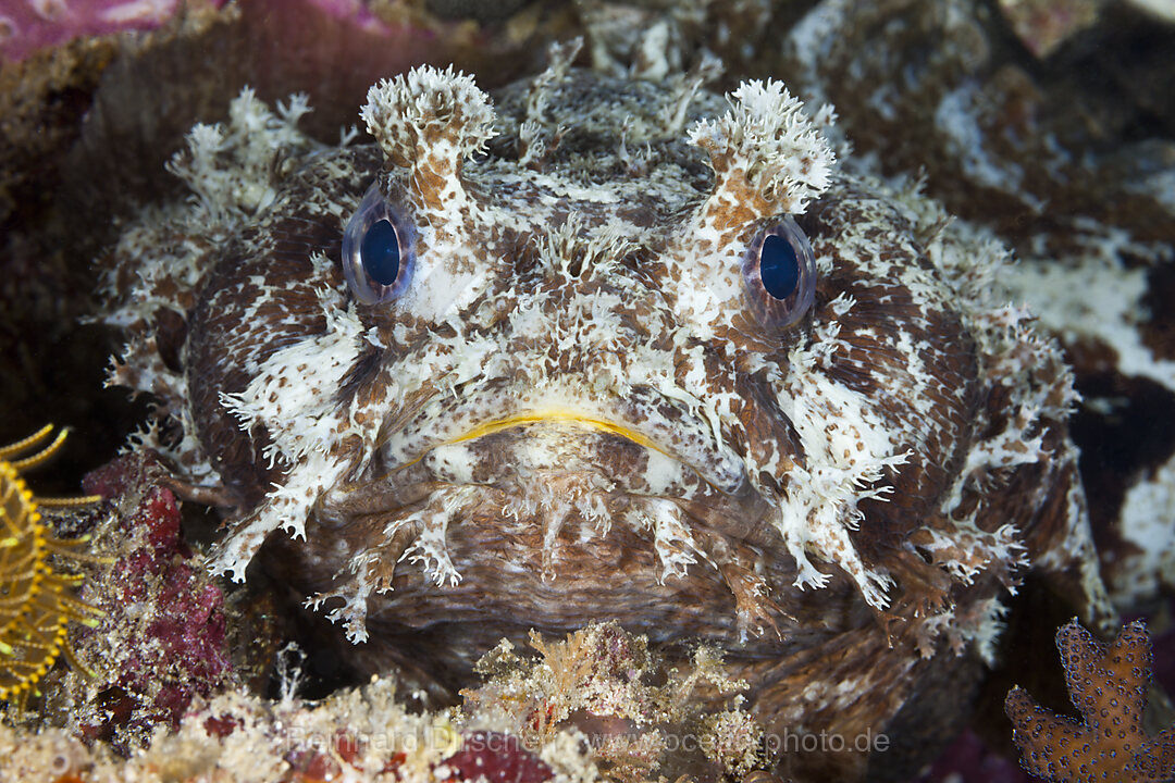 Gebaenderter Kroetenfisch, Halophryne diemensis, Raja Ampat, West Papua, Indonesien