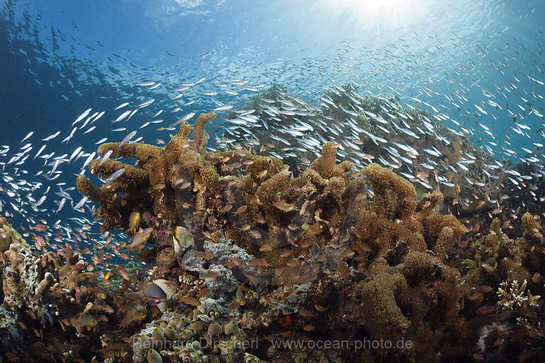 Fischschwarm an Korallenriff, Raja Ampat, West Papua, Indonesien