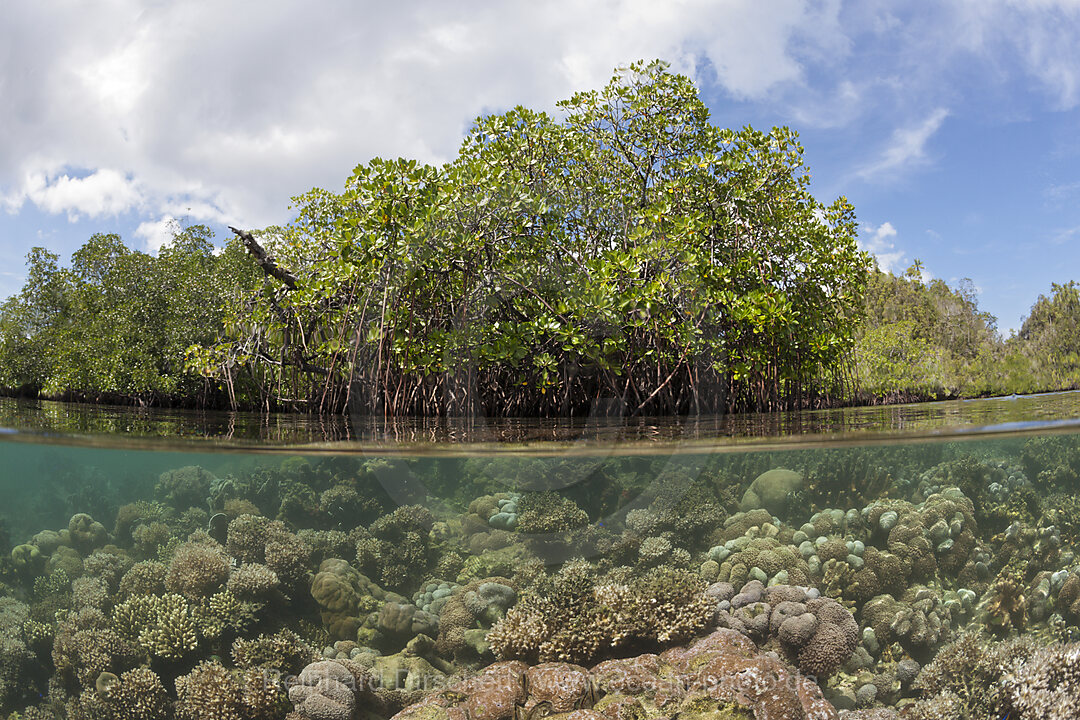 Korallen unter Mangroven, Raja Ampat, West Papua, Indonesien