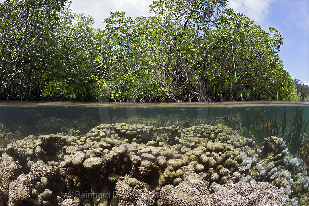 Korallen unter Mangroven, Raja Ampat, West Papua, Indonesien